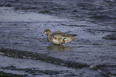 A duck swimming in sea. 