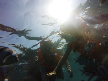 Close-up of koi carps swimming in water