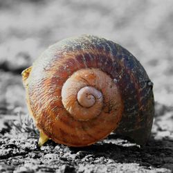 Close-up of snail on rock