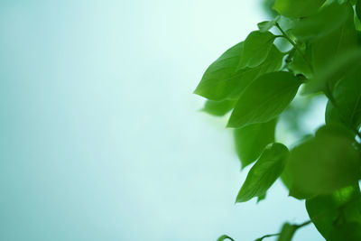 Low angle view of plant against clear sky