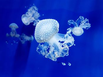 Close-up of jellyfish in sea