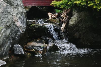 Turtle on rock at waterfall