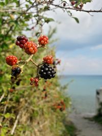 Close-up of cherries on tree against sky