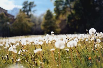 Close-up of flowers growing in field