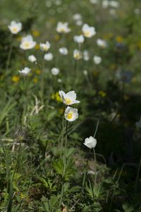 Close-up of white flowering plant on field