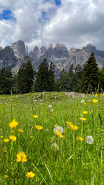 Alpine meadow with dandelions, firs and the unesco mountain range of the brenta dolomites