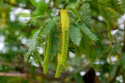 Close-up of caterpillar on tree