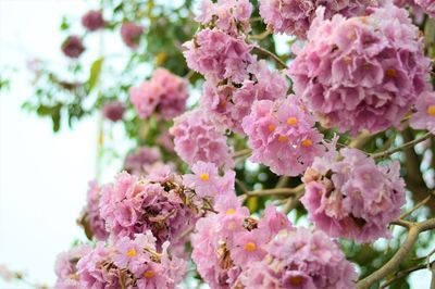 Close-up of pink flowers blooming on tree