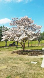 Flower tree in spring