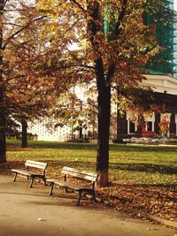 Bench and trees in park