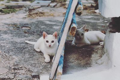 High angle view of cats
