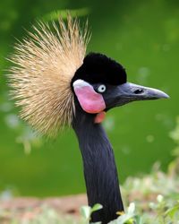 Close-up of a bird