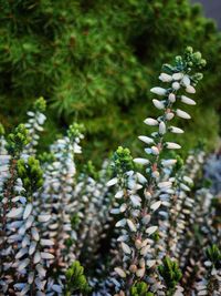 Close-up of flowering plant