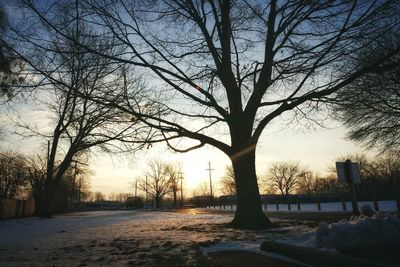 Bare trees at sunset