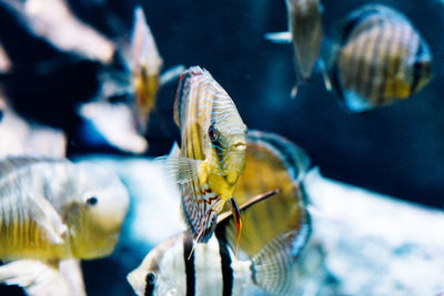 Surface level of fishes swimming in sea