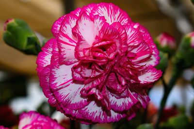 Close-up of wet pink rose flower