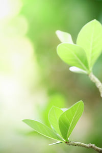 Close-up of plant leaves