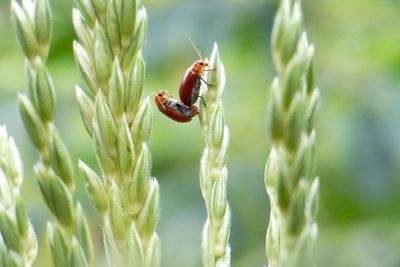 Close-up of insect on plant