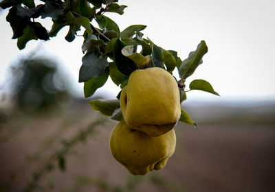 Close-up of fruit growing on tree