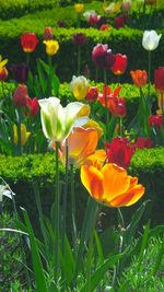 Close-up of tulips blooming in field