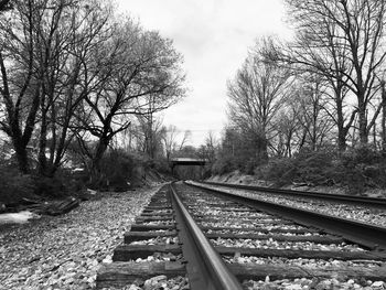 Railroad tracks along trees