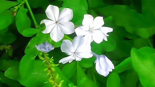 Close-up of white flowers