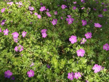 Purple flowers blooming on field