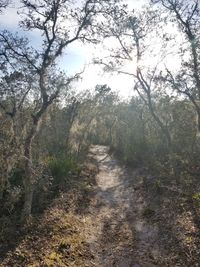 Walkway amidst trees in forest