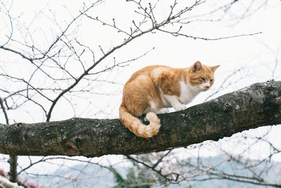 Cat in onomichi city, hiroshima, japan