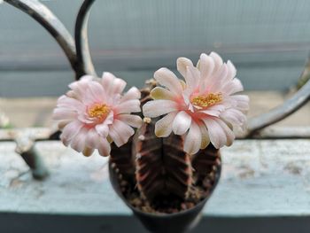 Close-up of white flowering plant