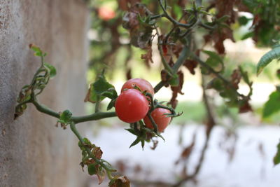 Close-up of red berries growing on tree