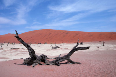 Dead tree on sand dune in desert against blue sky