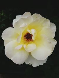 Close-up of yellow flower