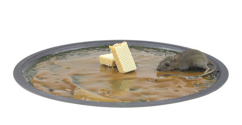 Close-up of ice cream in bowl against white background