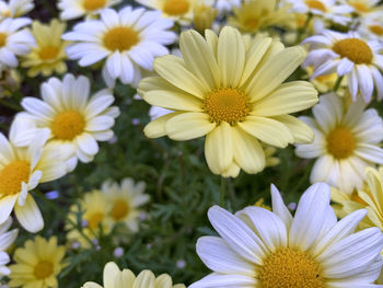 Close-up of white daisy flowers