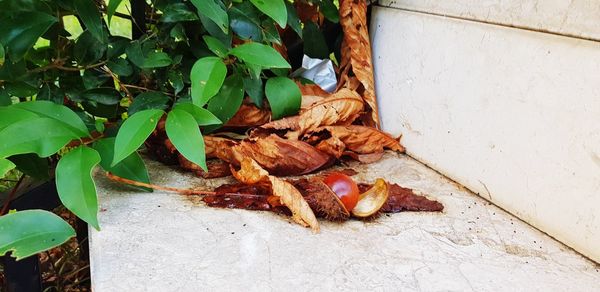 High angle view of dry leaves on wall