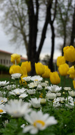 Close-up of yellow flowers on field