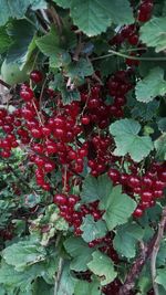 Red berries growing on plant