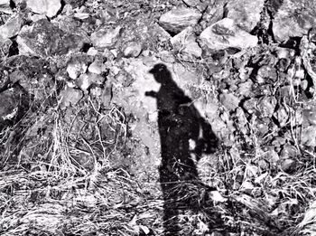 Woman standing on tree trunk