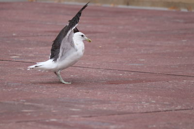 Seagull perching on footpath