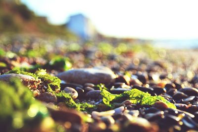 Close-up of pebbles