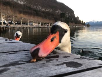 Close-up of swan in lake