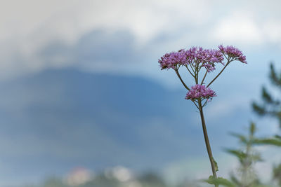 Close-up of pink flowering plant