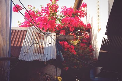 Low angle view of pink flowers