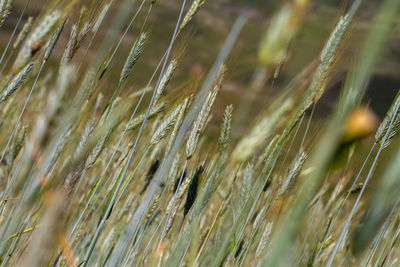 Close-up of wheat growing on field