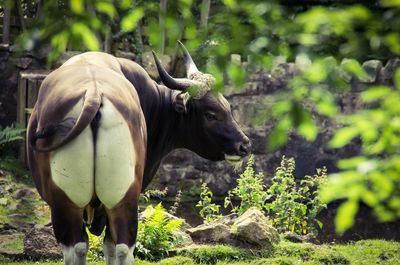 Close-up of buffalo standing in field 