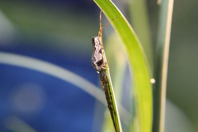 Close-up of insect on plant