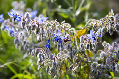 Close-up of plants against blurred background