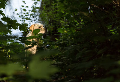 View of white dog in forest