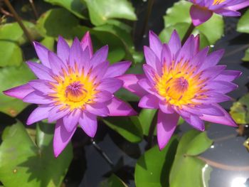 Close-up of purple flowering plants